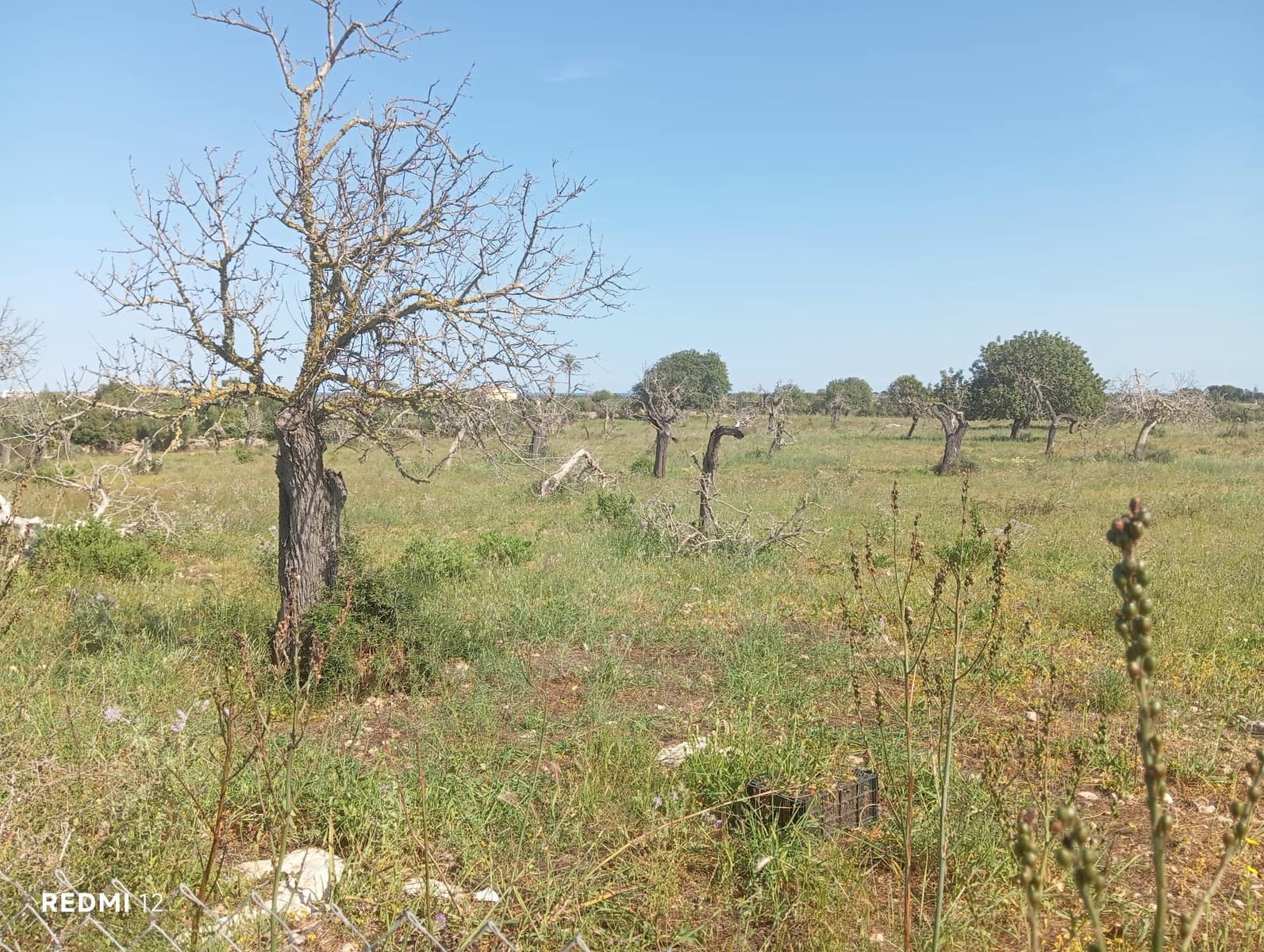 Ubebygd land til salgs i Manacor - € 330 000 (Ref: 10172166)