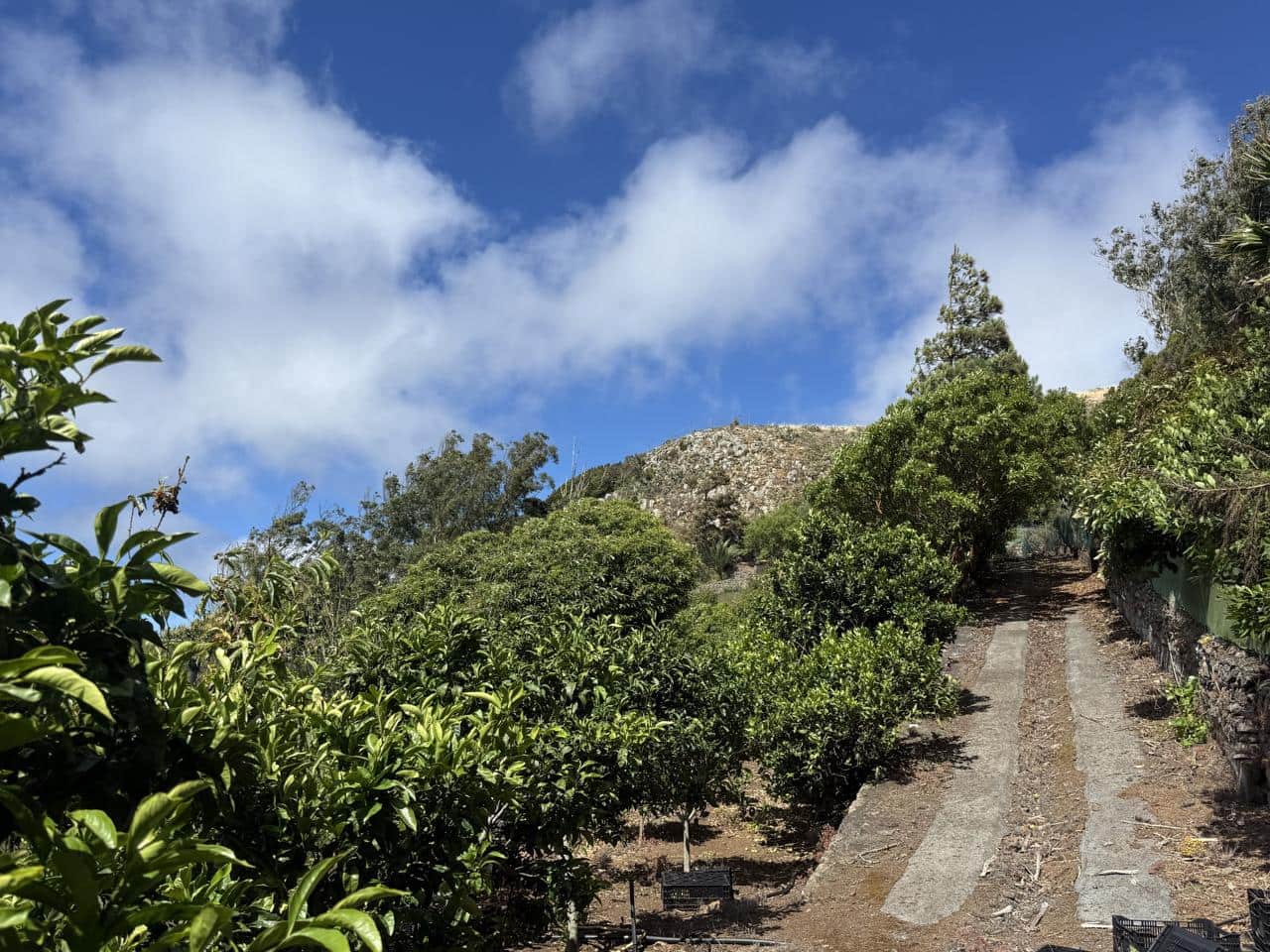 Terreno Não Urbanizado para venda em Tegueste - 385 000 € (Ref: 10004361)