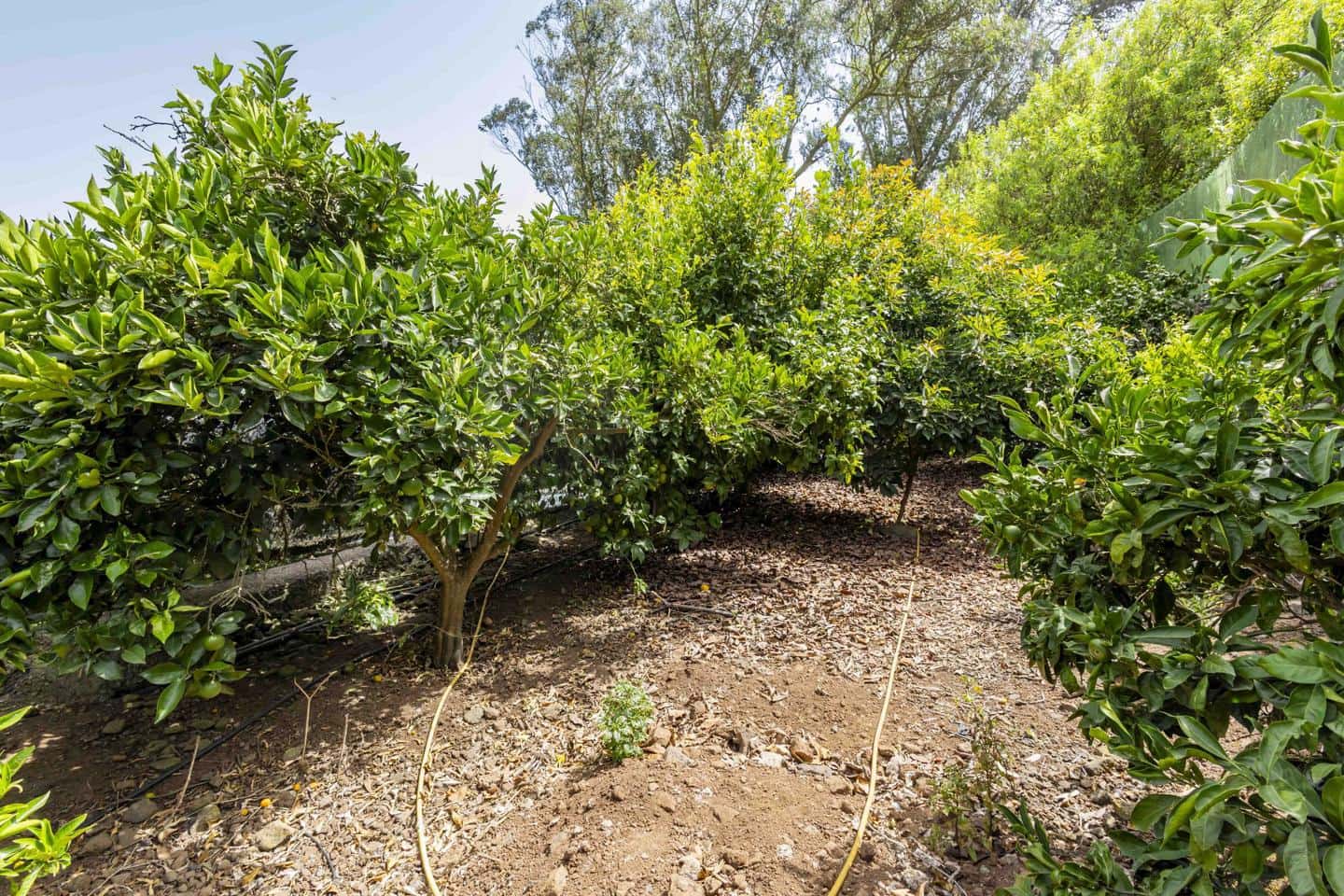 Terreno Não Urbanizado para venda em Tegueste - 385 000 € (Ref: 10004361)
