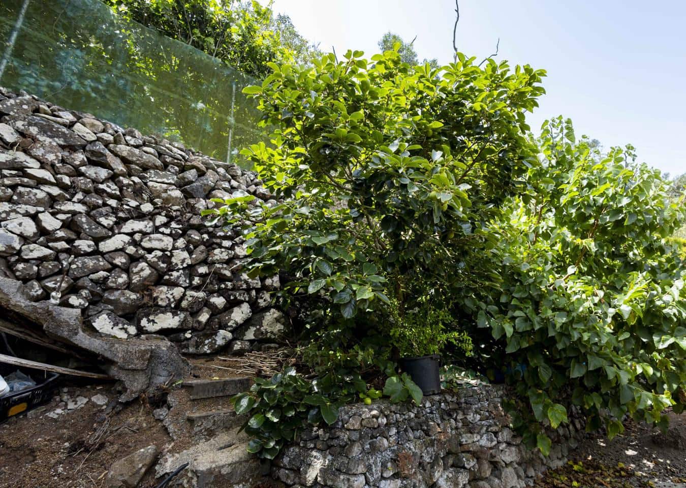 Terreno Não Urbanizado para venda em Tegueste - 385 000 € (Ref: 10004361)