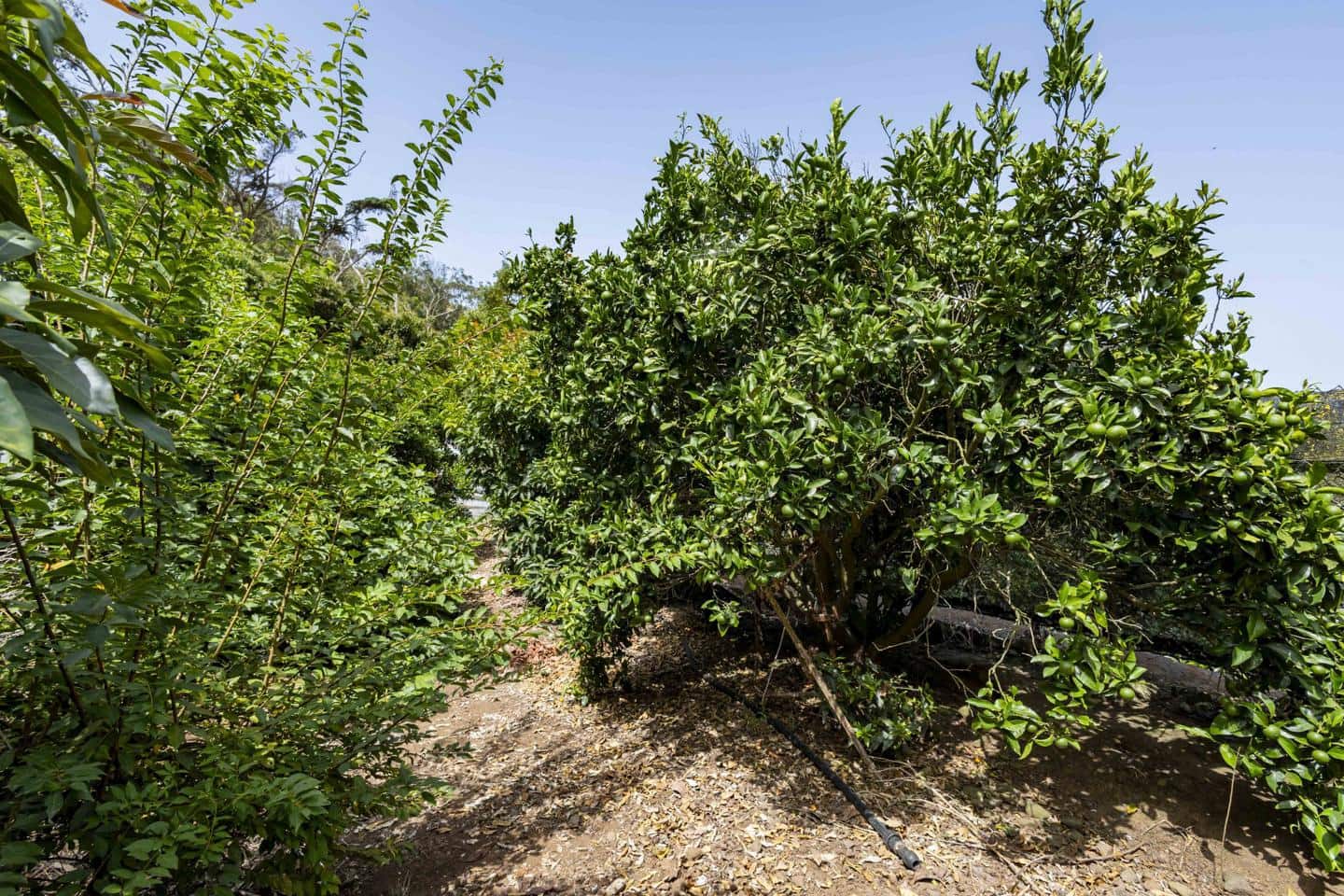 Terreno Não Urbanizado para venda em Tegueste - 385 000 € (Ref: 10004361)