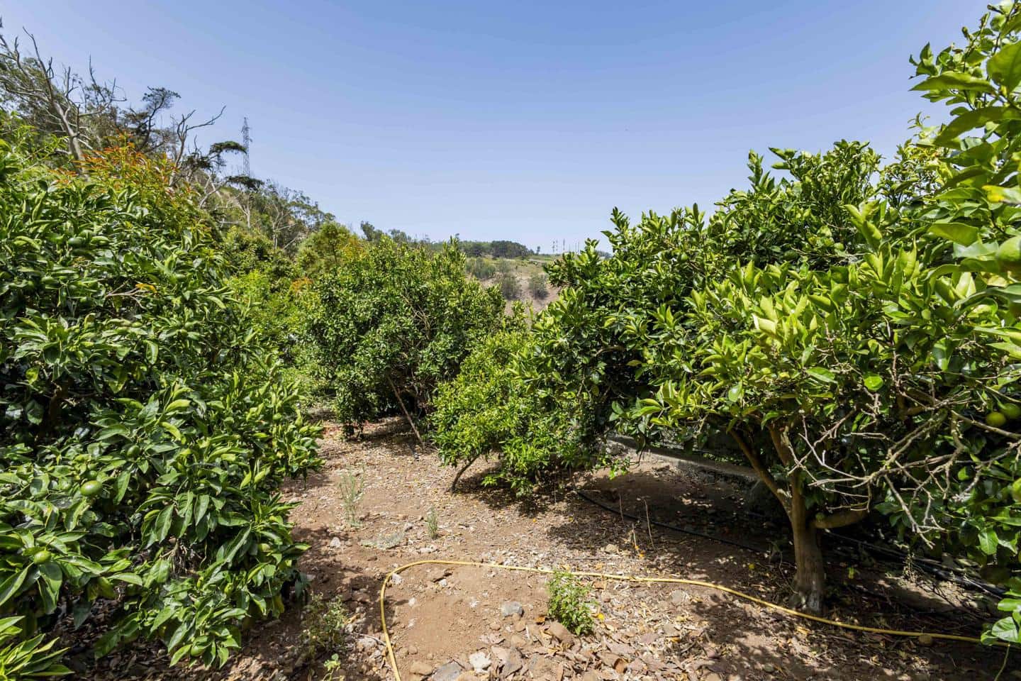 Terreno Não Urbanizado para venda em Tegueste - 385 000 € (Ref: 10004361)