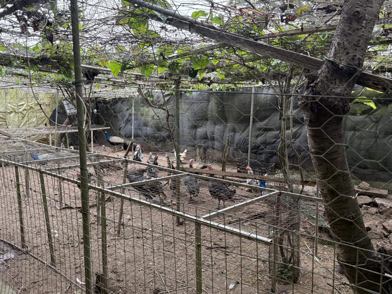 Terreno Não Urbanizado para venda em Tegueste - 385 000 € (Ref: 10004361)