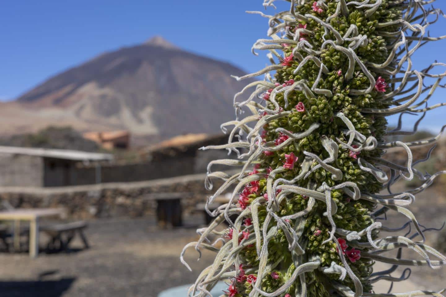 4 soveværelse Villa til salg i La Orotava - € 499.000 (Ref: 8260510)