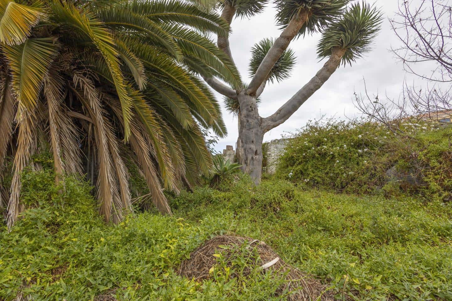 Grunde uden byggetilladelser til salg i La Guancha - € 38.500 (Ref: 8293154)