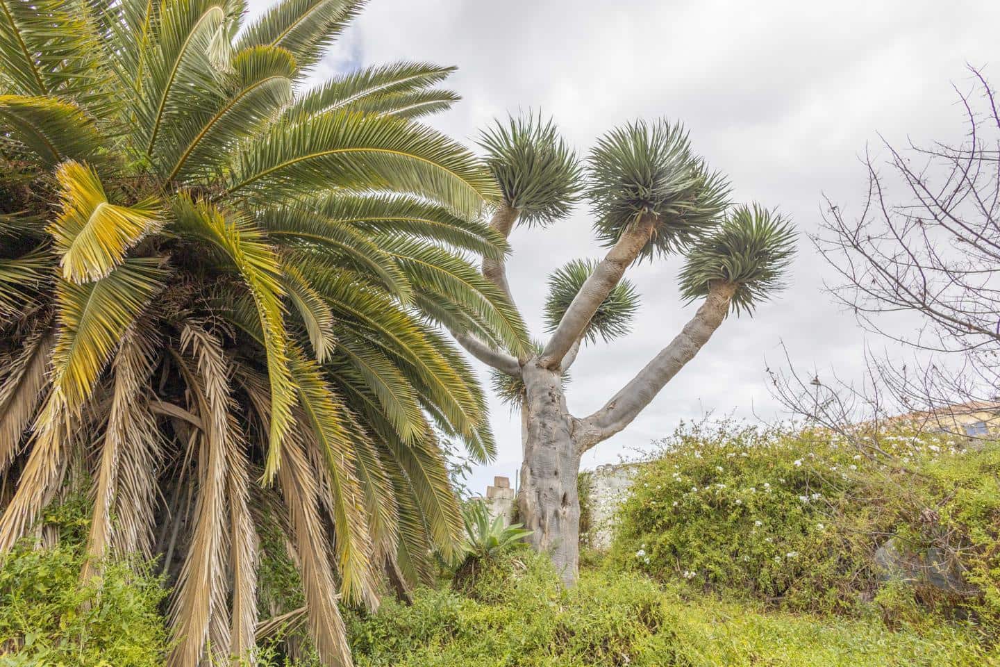 Grunde uden byggetilladelser til salg i La Guancha - € 38.500 (Ref: 8293154)