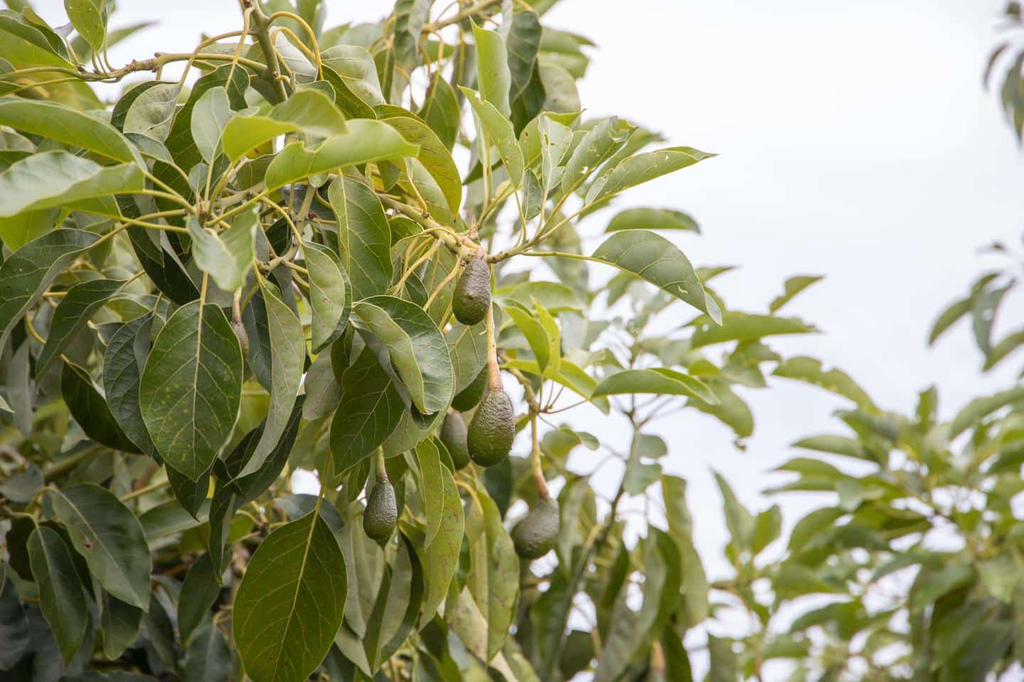 5 soveværelse Villa til salg i Arafo med swimmingpool garage - € 990.000 (Ref: 8307341)