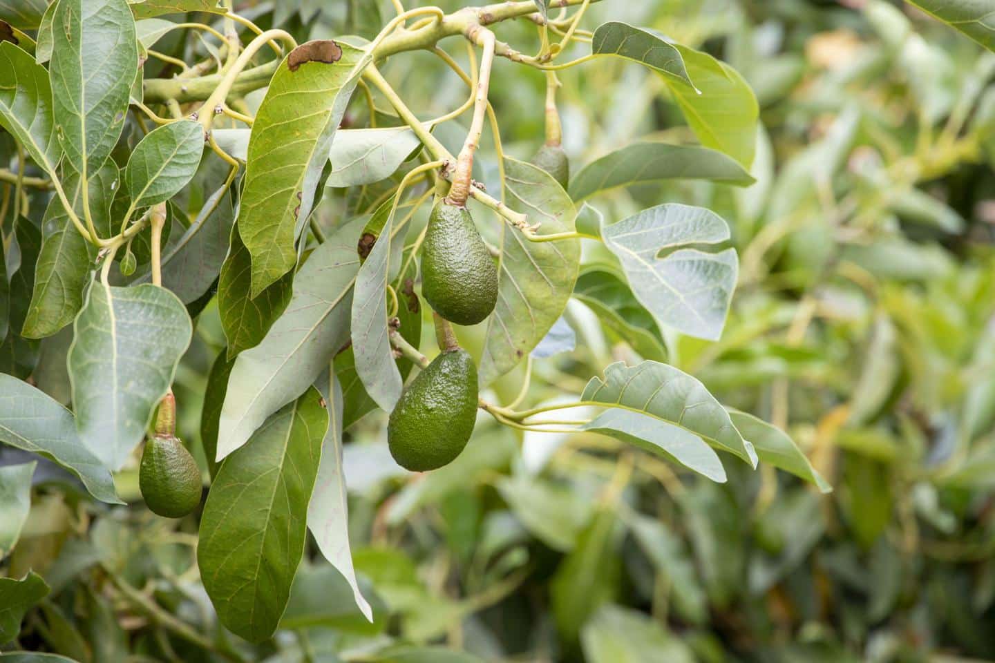 5 soveværelse Villa til salg i Arafo med swimmingpool garage - € 990.000 (Ref: 8307341)