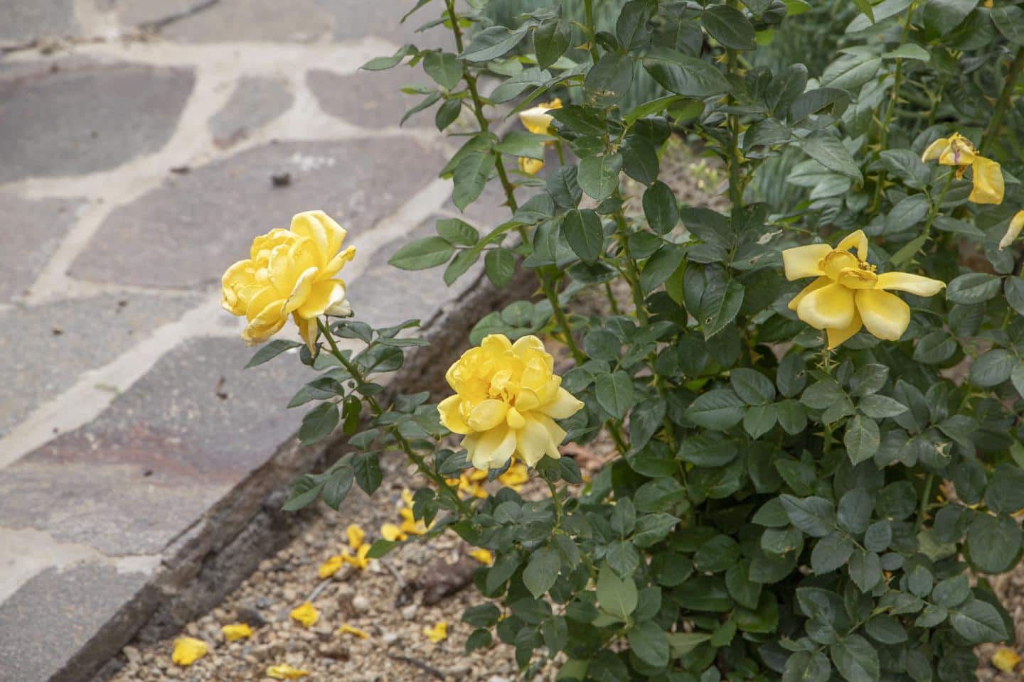 5 soveværelse Villa til salg i Arafo med swimmingpool garage - € 990.000 (Ref: 8307341)