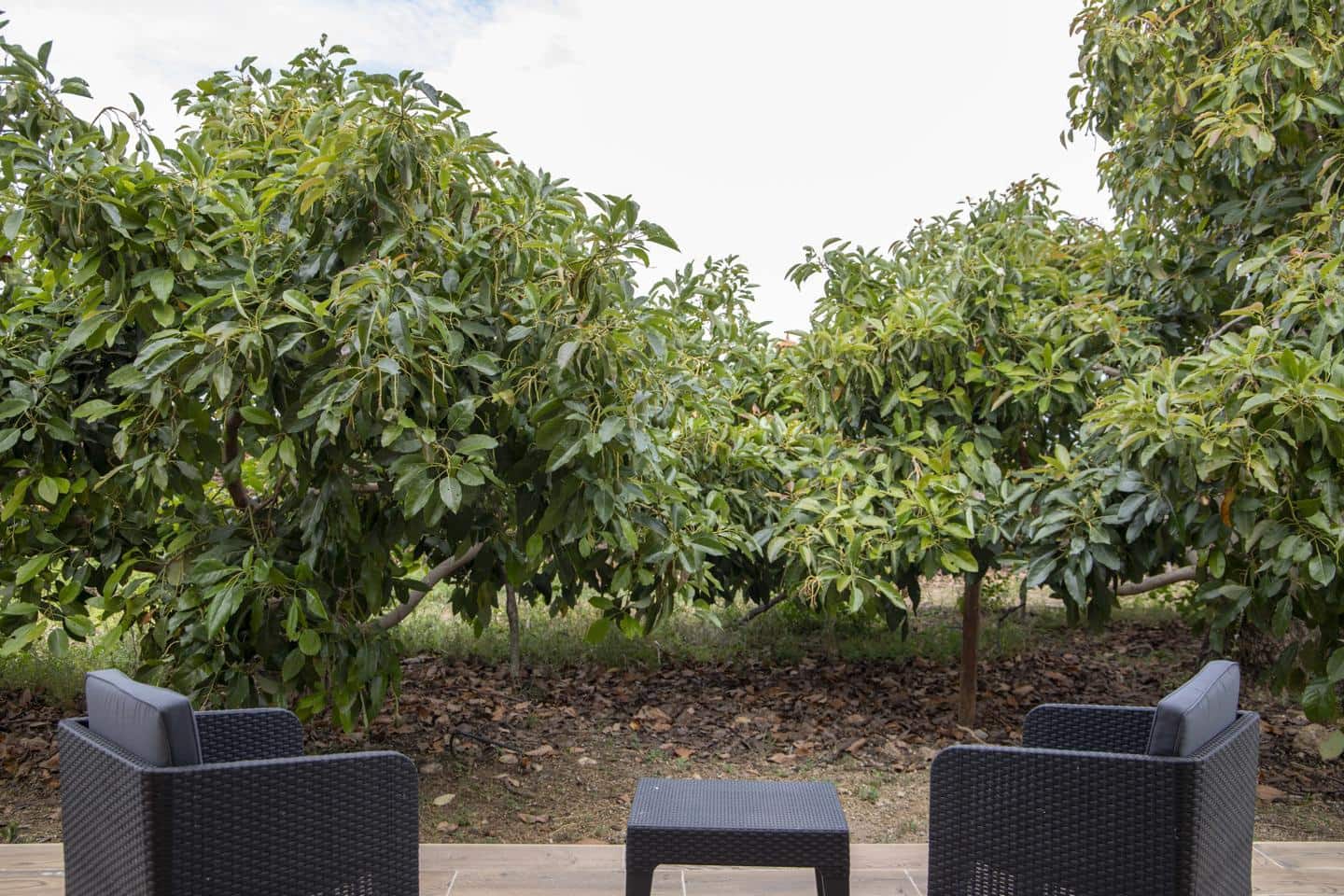 5 soveværelse Villa til salg i Arafo med swimmingpool garage - € 990.000 (Ref: 8307341)