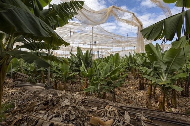 Ubebygd land til salgs i Guía de Isora - € 990 000 (Ref: 8372331)