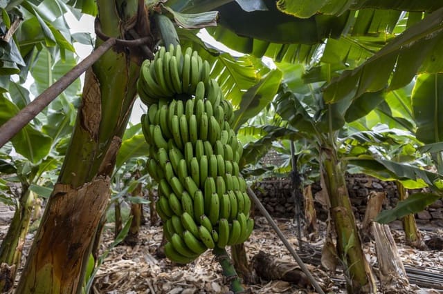 Ubebygd land til salgs i Guía de Isora - € 990 000 (Ref: 8372331)