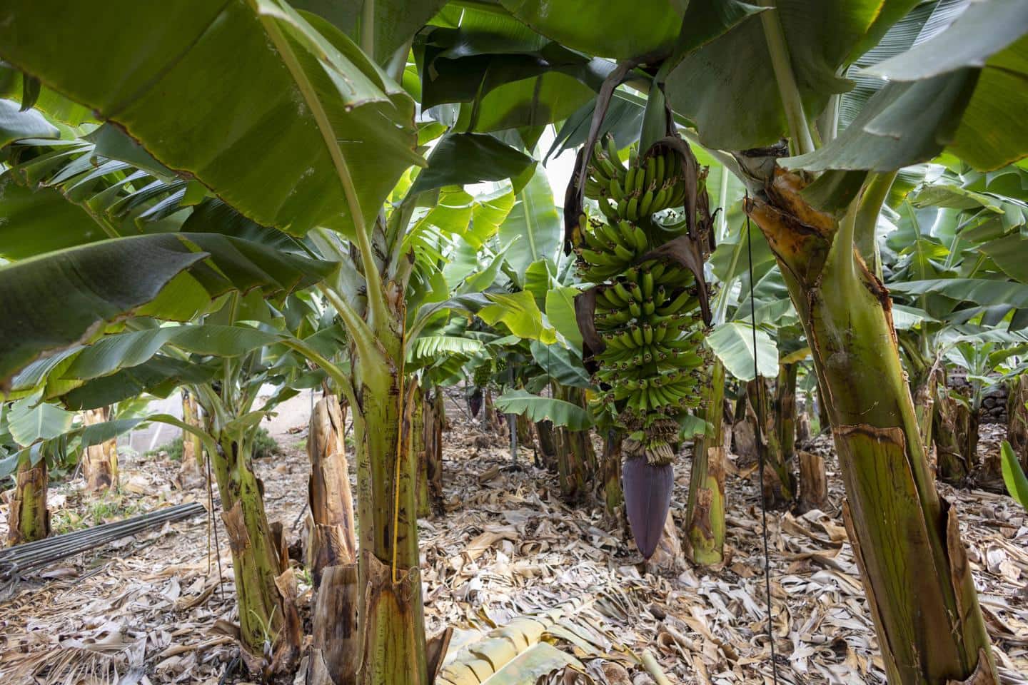 Grunde uden byggetilladelser til salg i Guia de Isora - € 990.000 (Ref: 8372331)