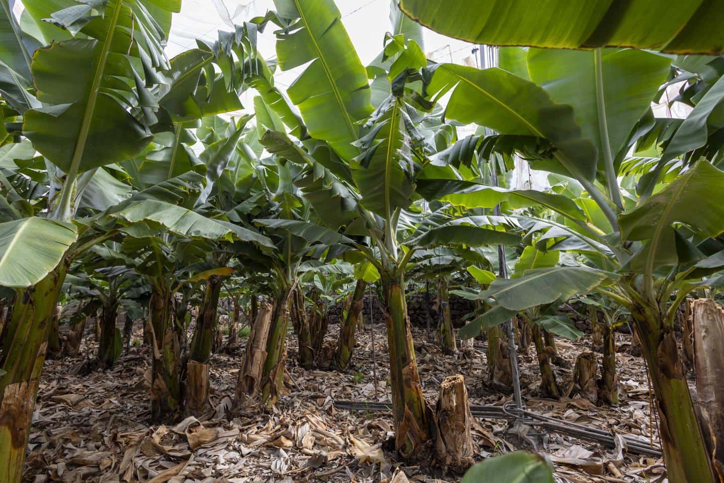 Grunde uden byggetilladelser til salg i Guia de Isora - € 990.000 (Ref: 8372331)