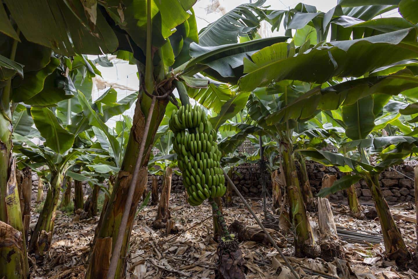 Grunde uden byggetilladelser til salg i Guia de Isora - € 990.000 (Ref: 8372331)