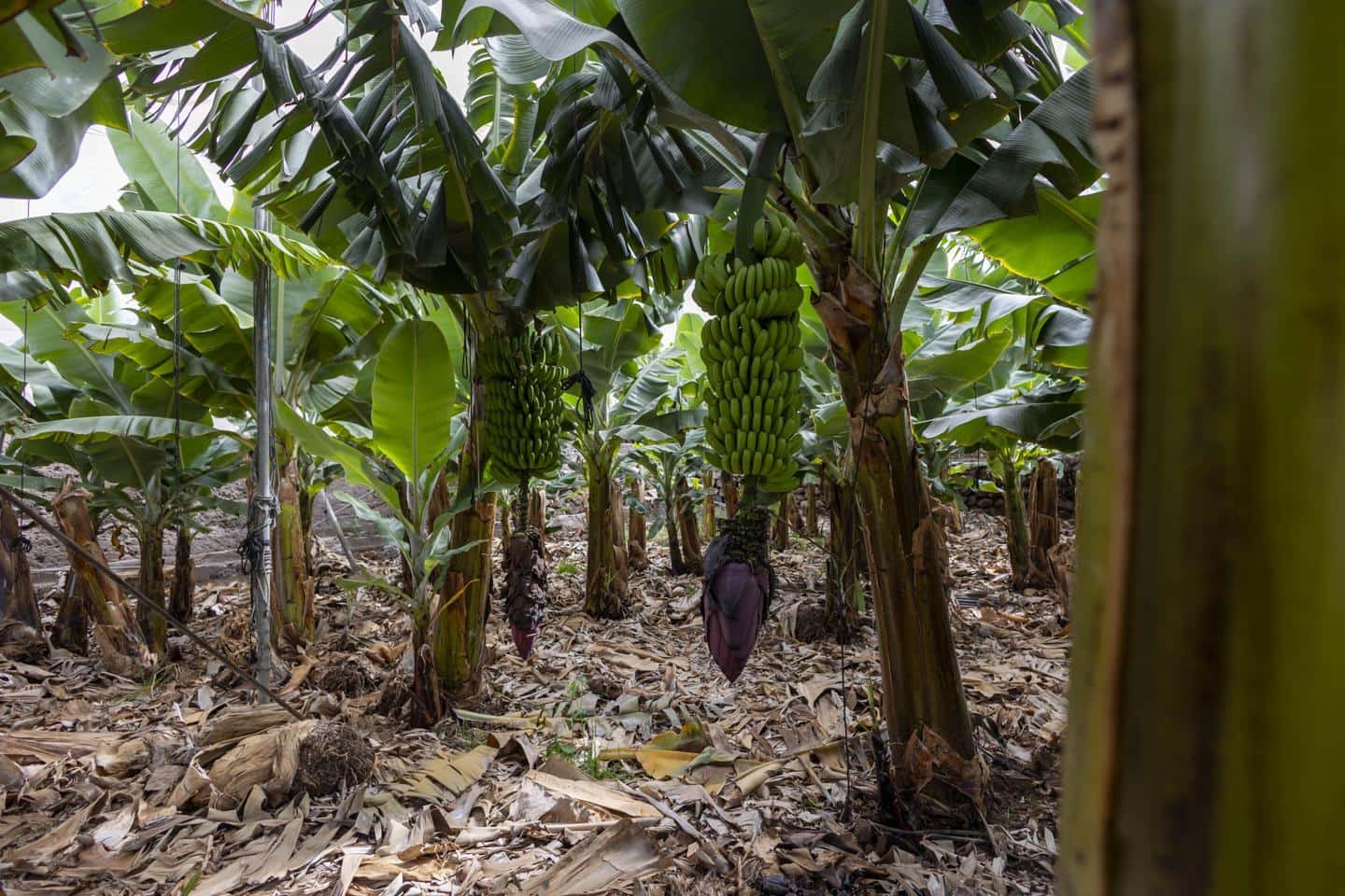 Grunde uden byggetilladelser til salg i Guia de Isora - € 990.000 (Ref: 8372331)