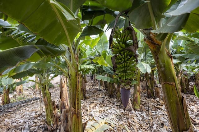 Ubebygd land til salgs i Guía de Isora - € 990 000 (Ref: 8372331)