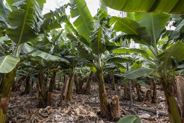 Ubebygd land til salgs i Guía de Isora - € 990 000 (Ref: 8372331)