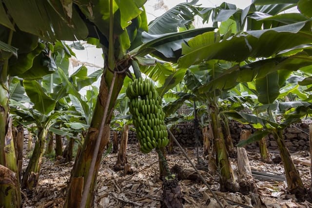 Ubebygd land til salgs i Guía de Isora - € 990 000 (Ref: 8372331)