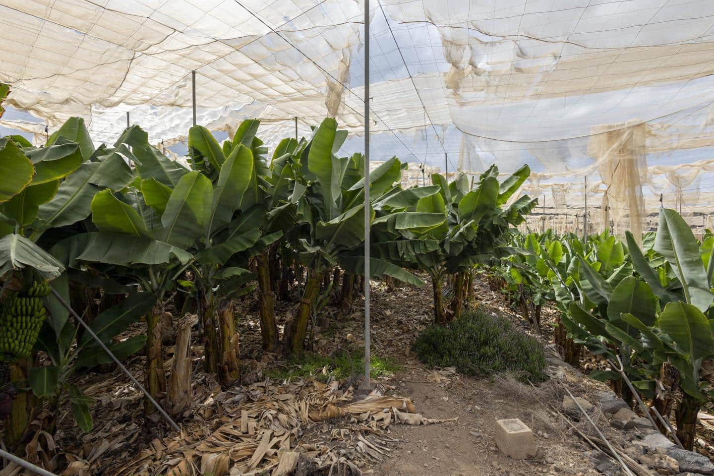 Grunde uden byggetilladelser til salg i Guia de Isora - € 990.000 (Ref: 8372331)