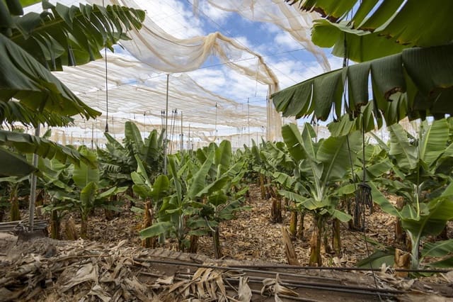 Ubebygd land til salgs i Guía de Isora - € 990 000 (Ref: 8372331)