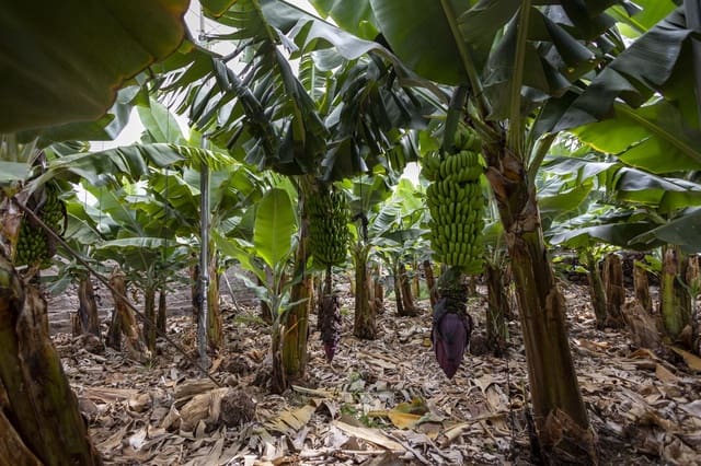 Ubebygd land til salgs i Guía de Isora - € 990 000 (Ref: 8372331)