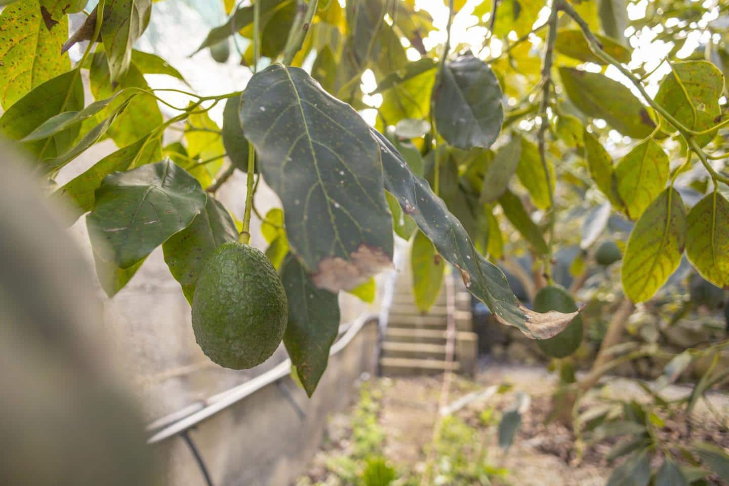 1 camera da letto Villa in vendita in Buenavista del Norte - 250.000 € (Rif: 8800072)