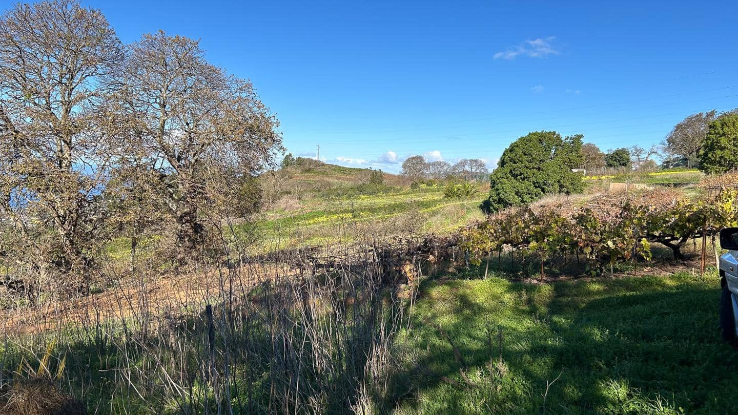 Grunde uden byggetilladelser til salg i El Sauzal - € 250.000 (Ref: 8800486)