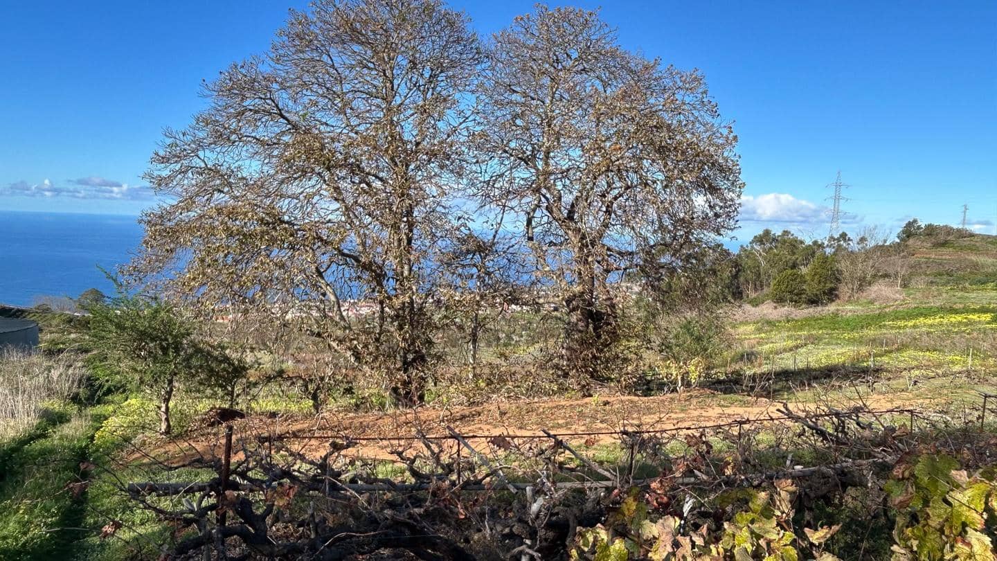 Grunde uden byggetilladelser til salg i El Sauzal - € 250.000 (Ref: 8800486)