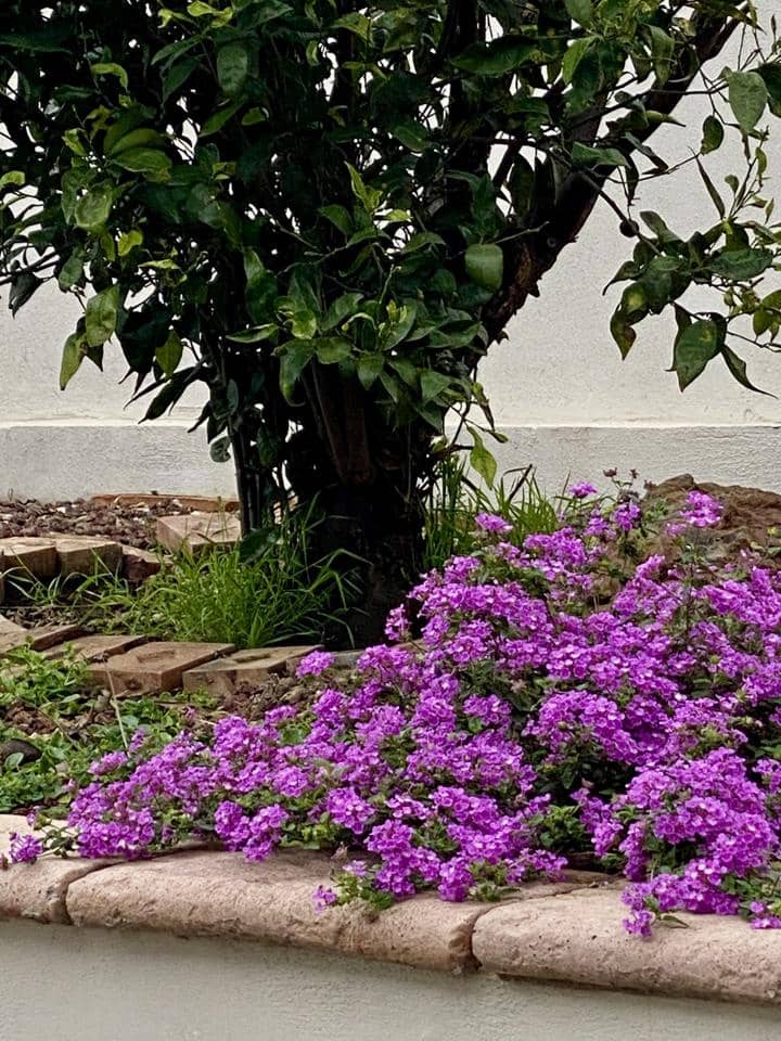 3 camera da letto Villa da affittare in Tacoronte - 2.500 € (Rif: 8940821)