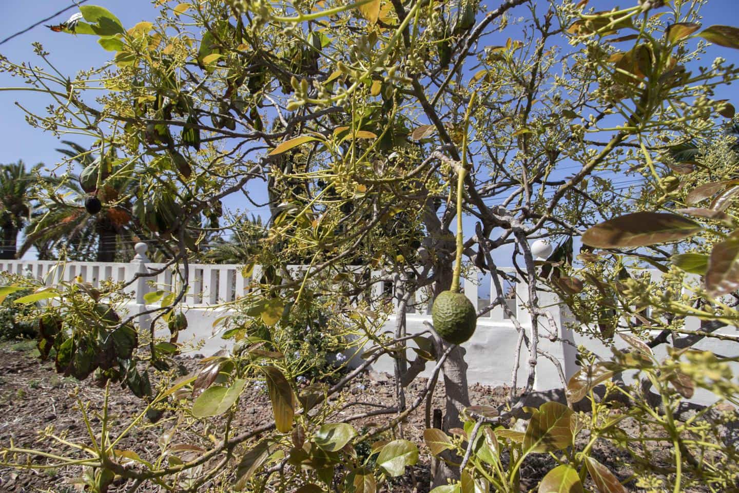 3 camera da letto Villa da affittare in Tacoronte - 2.500 € (Rif: 8940821)