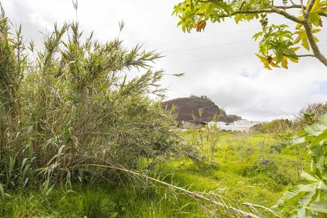 Mark till salu i Tacoronte - 249 000 € (Ref: 9041371)