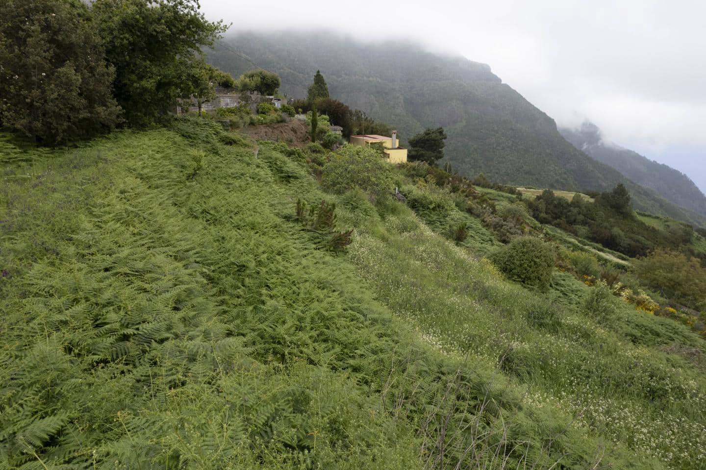 4 soveværelse Villa til salg i Los Realejos - € 420.000 (Ref: 9076818)