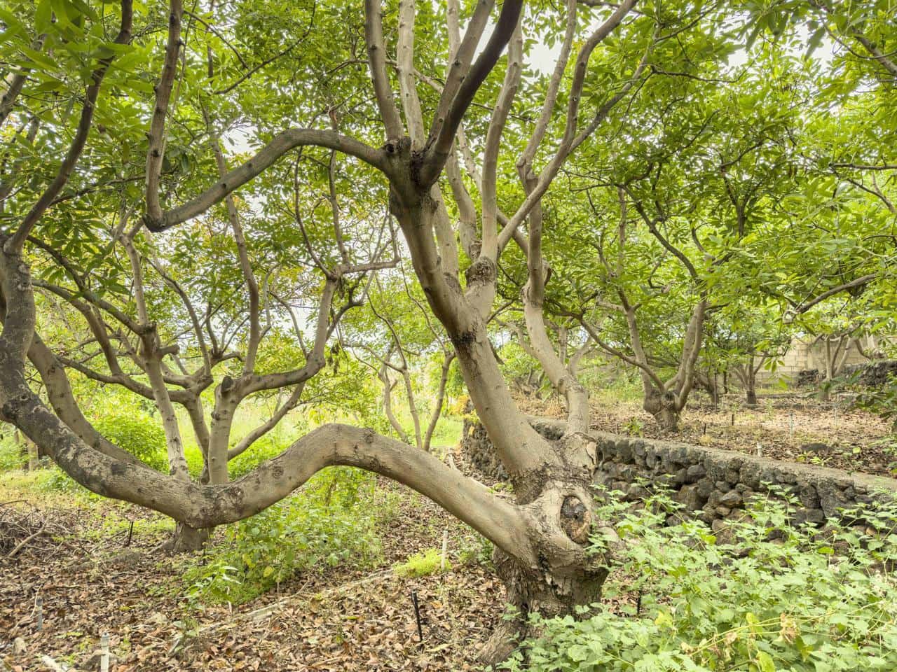 3 soveværelse Villa til salg i Los Realejos - € 885.000 (Ref: 9084397)