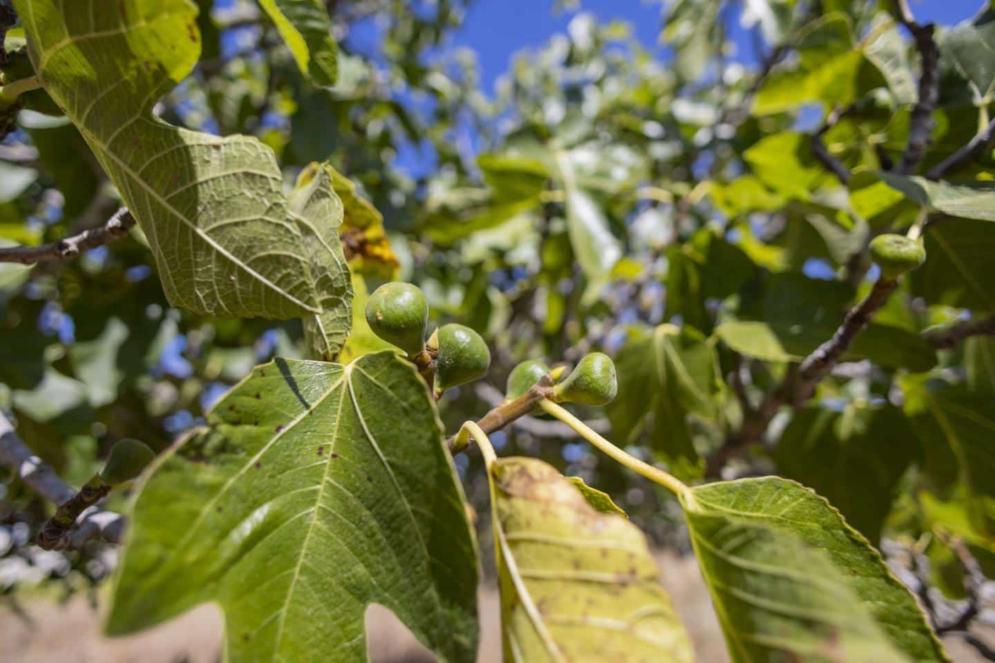 Landgrundstück zu verkaufen in San Cristobal de La Laguna - 450.000 € (Ref: 9104058)