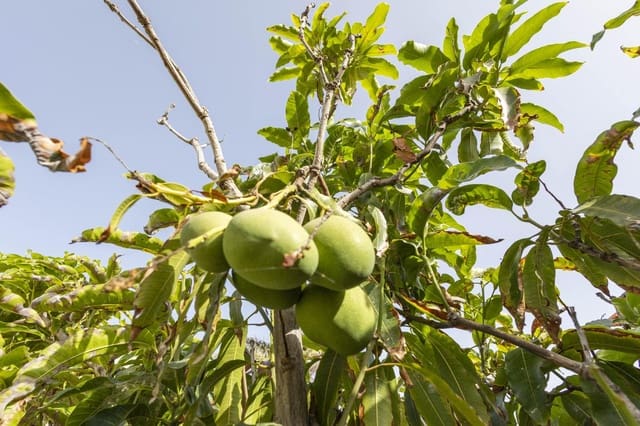 3 quarto Moradia para venda em Tacoronte com piscina - 695 000 € (Ref: 9144040)