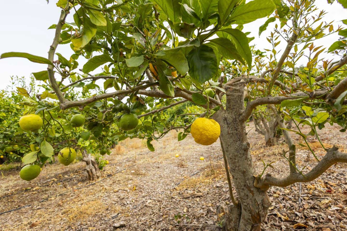 3 sovrum Finca/Hus på landet till salu i La Orotava - 750 000 € (Ref: 9180613)