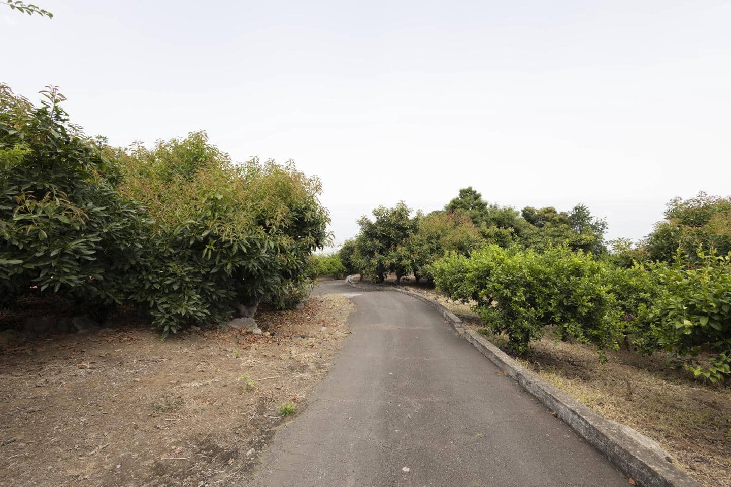 Finca/Casa Rural de 3 habitaciones en La Orotava en venta - 699.750 € (Ref: 9180613)