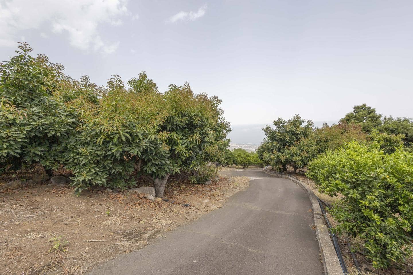 Finca/Casa Rural de 3 habitaciones en La Orotava en venta - 699.750 € (Ref: 9180613)