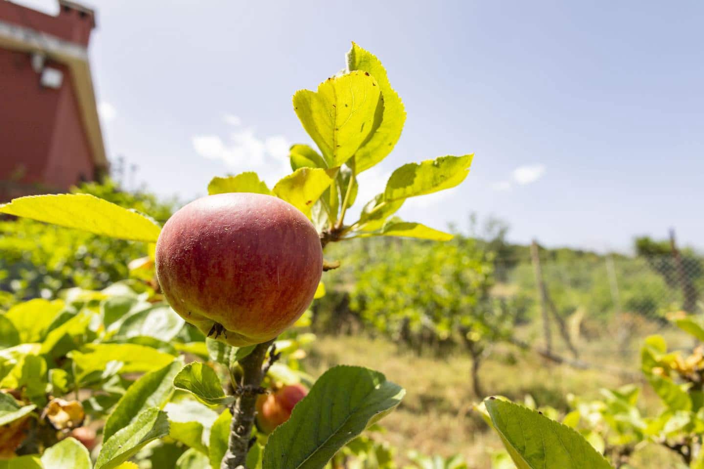 3 sypialnia Willa na sprzedaż w La Orotava - 269 000 € (Ref: 9181479)