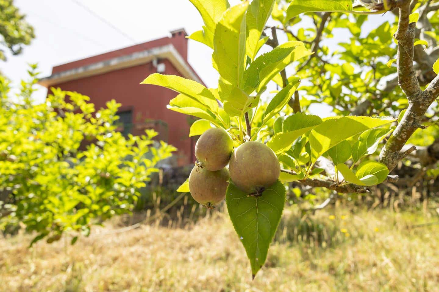 3 sypialnia Willa na sprzedaż w La Orotava - 269 000 € (Ref: 9181479)