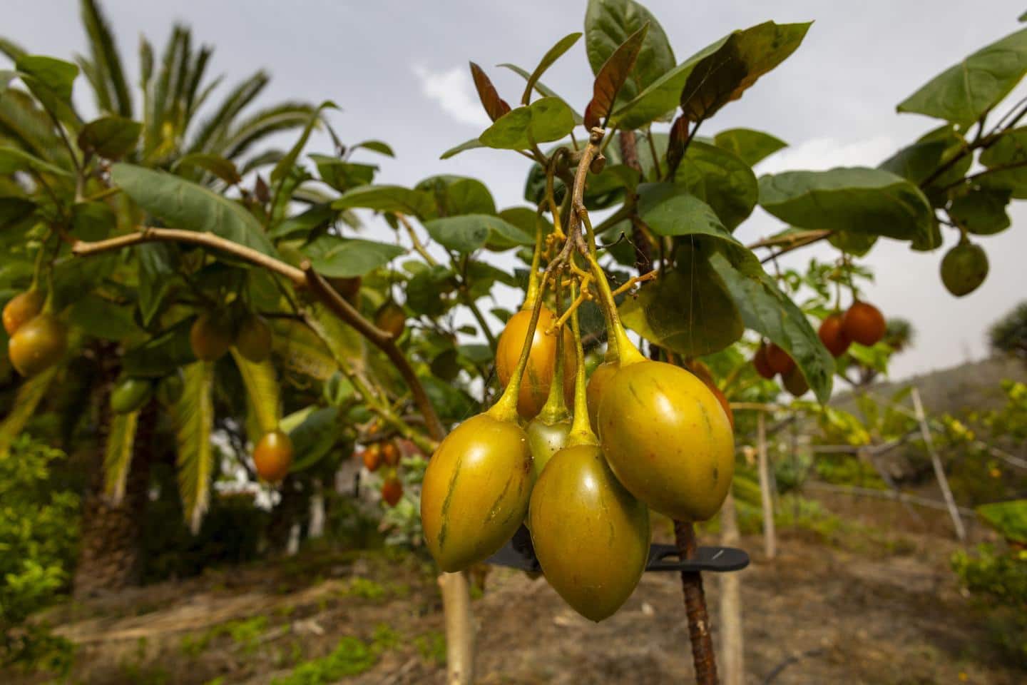 3 soverom Villa til salgs i Icod de los Vinos - € 439 000 (Ref: 9251515)