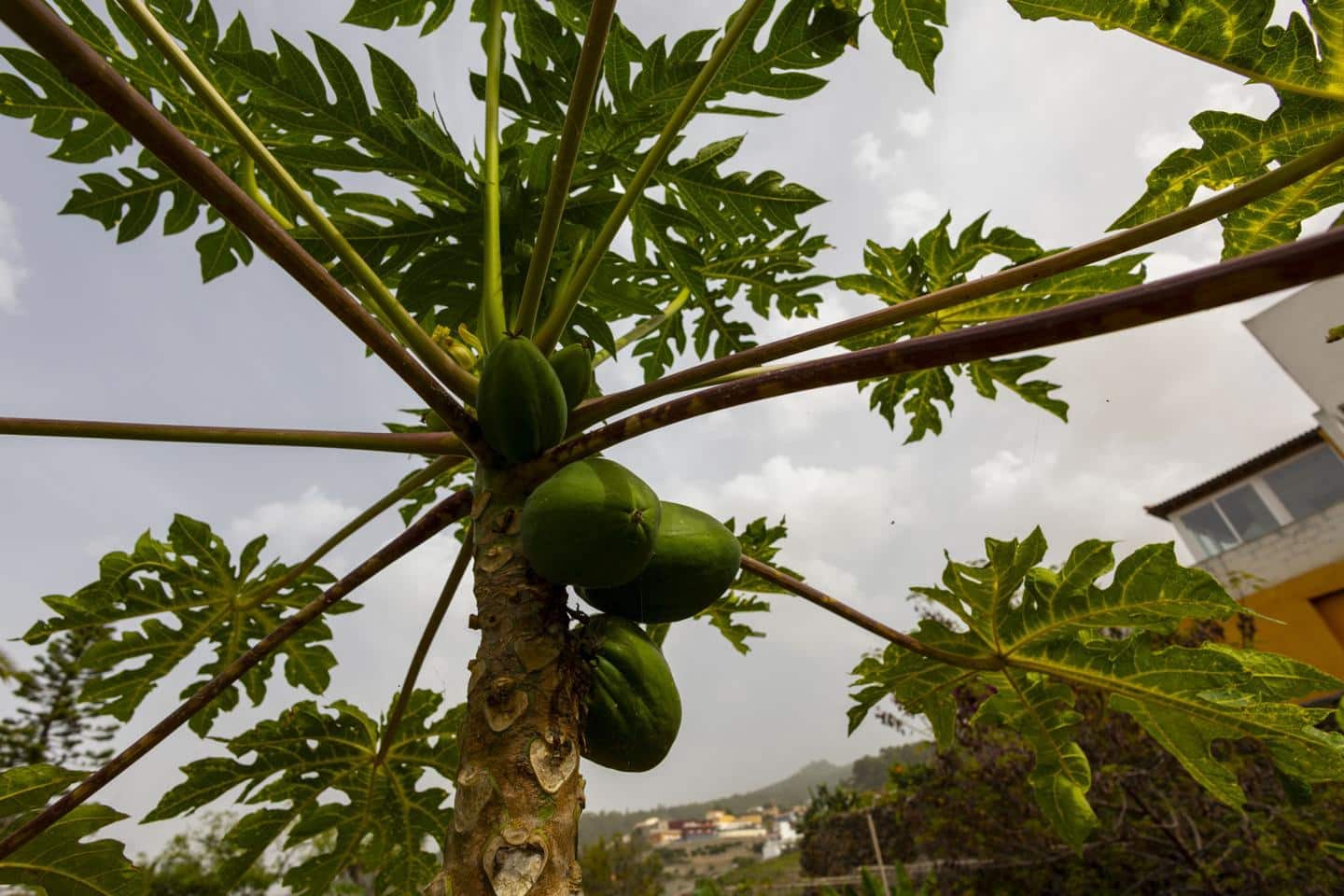 3 soverom Villa til salgs i Icod de los Vinos - € 439 000 (Ref: 9251515)