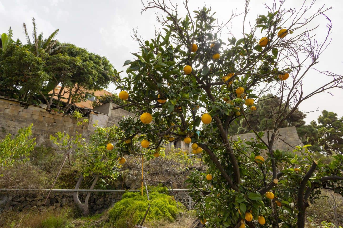 3 soverom Villa til salgs i Icod de los Vinos - € 439 000 (Ref: 9251515)