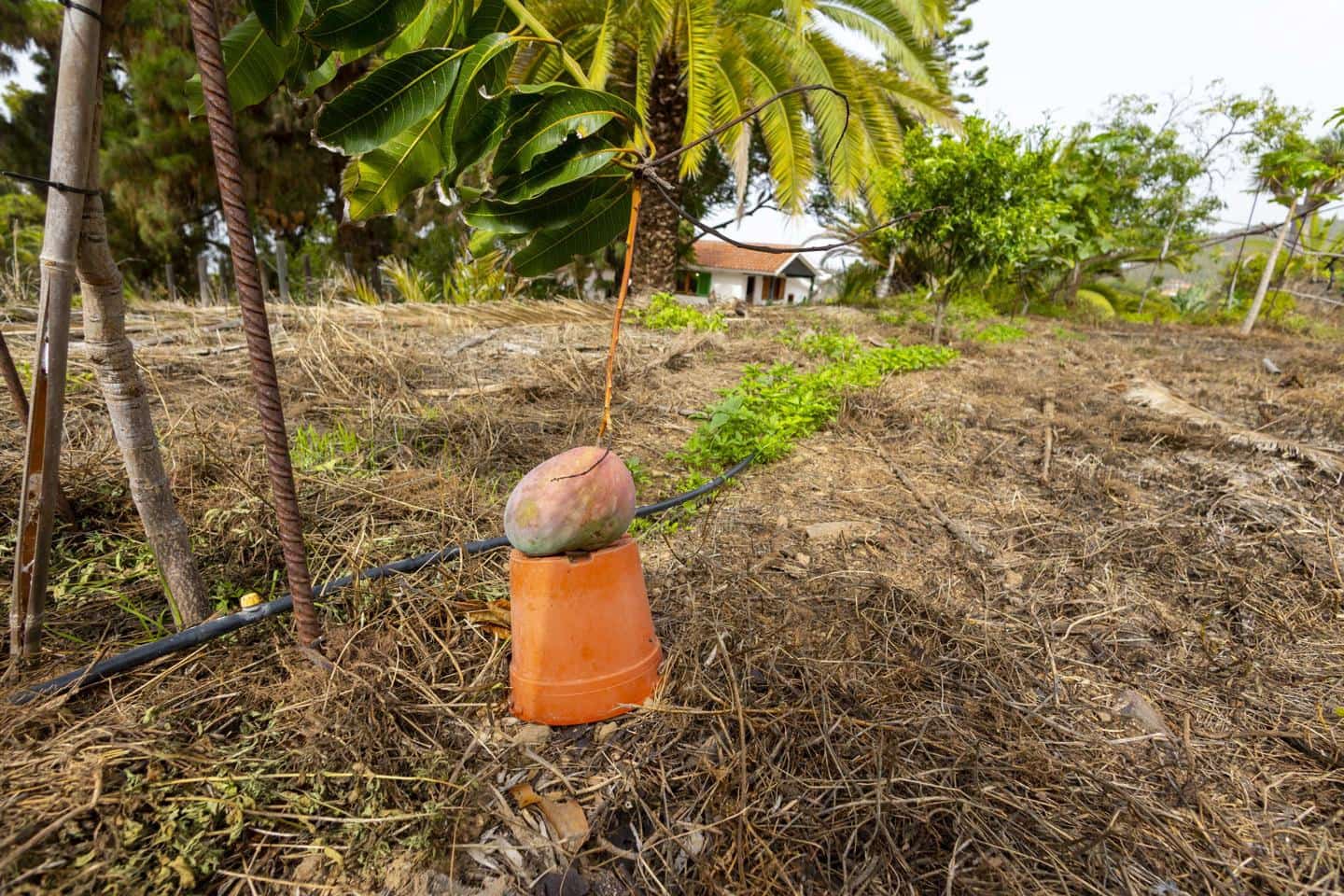 3 soverom Villa til salgs i Icod de los Vinos - € 439 000 (Ref: 9251515)