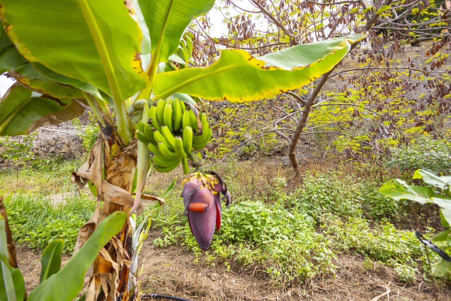 3 soverom Villa til salgs i Icod de los Vinos - € 439 000 (Ref: 9251515)