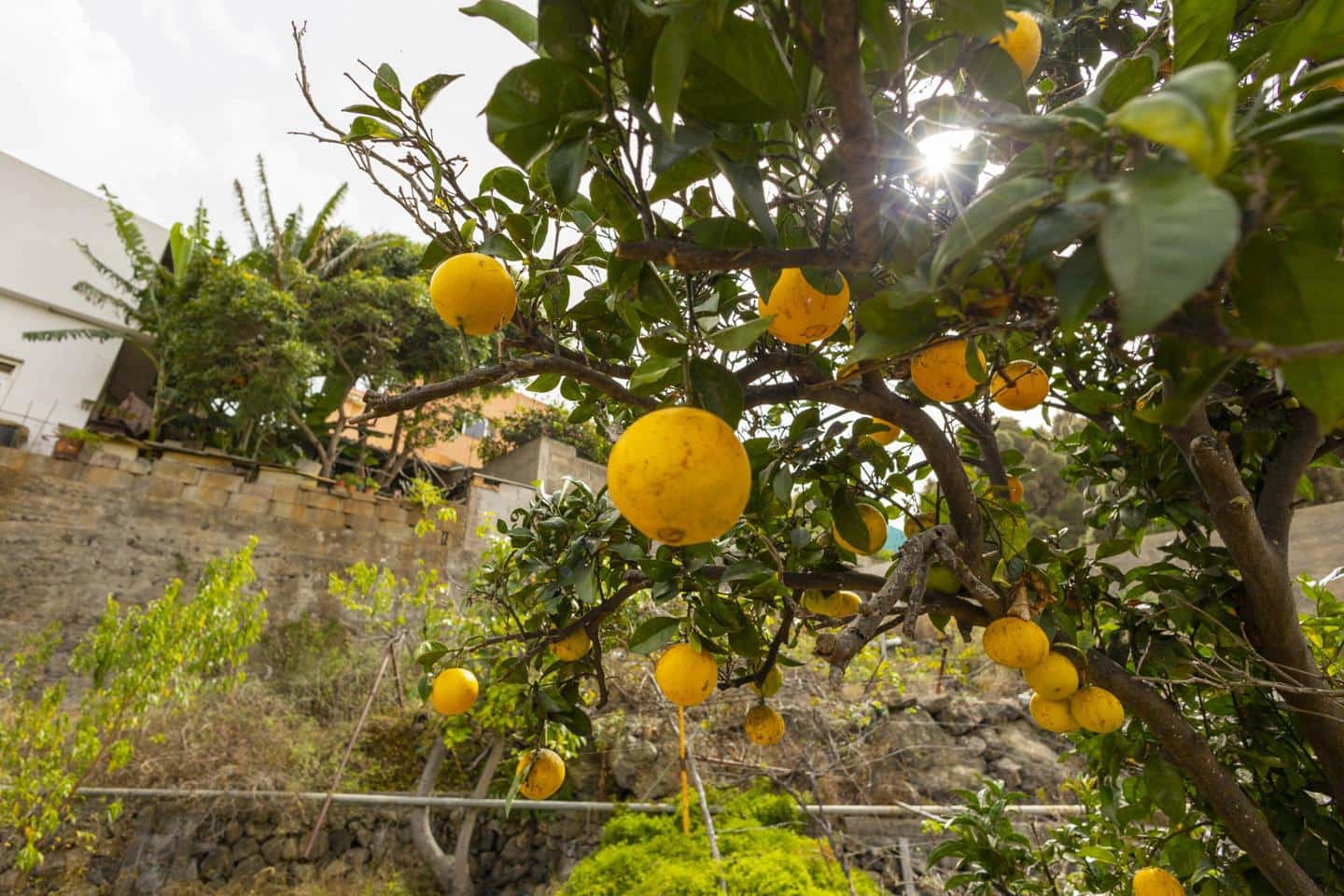 3 soverom Villa til salgs i Icod de los Vinos - € 439 000 (Ref: 9251515)