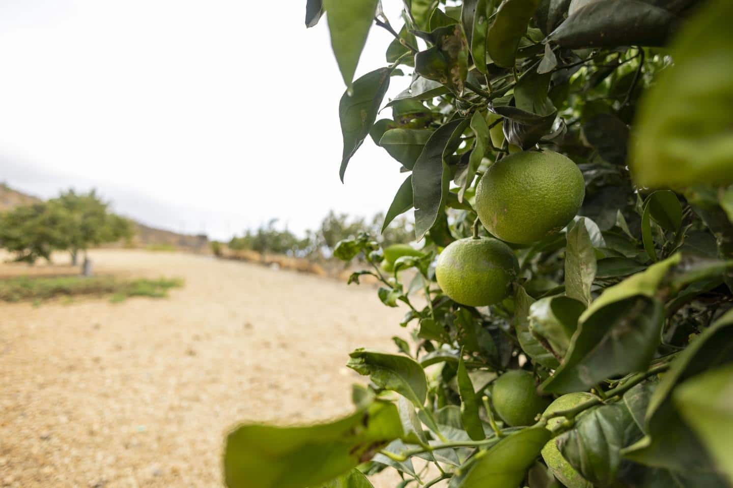 Terre non Aménagée à vendre à Arico - 98 000 € (Ref: 9363364)