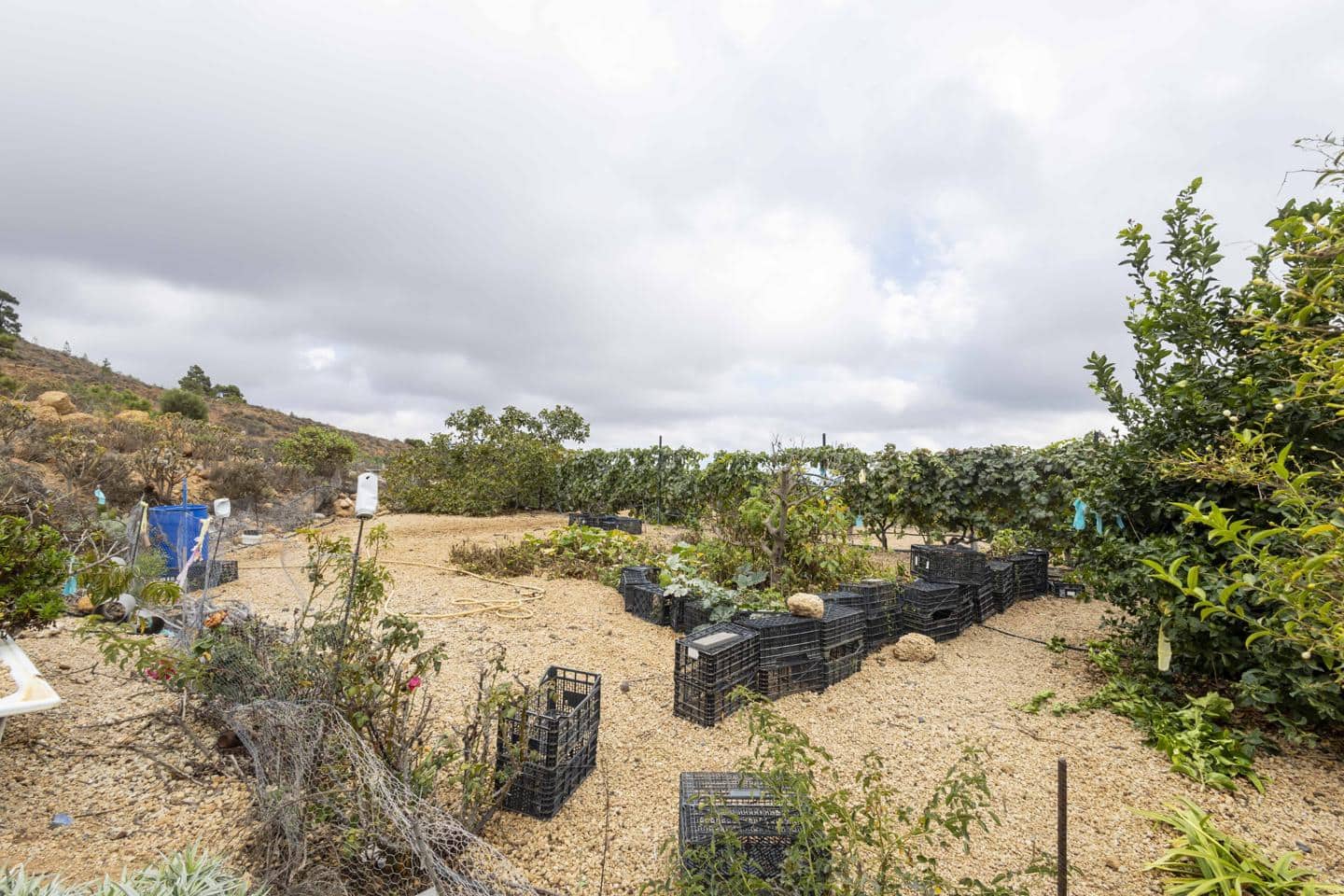 Terre non Aménagée à vendre à Arico - 98 000 € (Ref: 9363364)