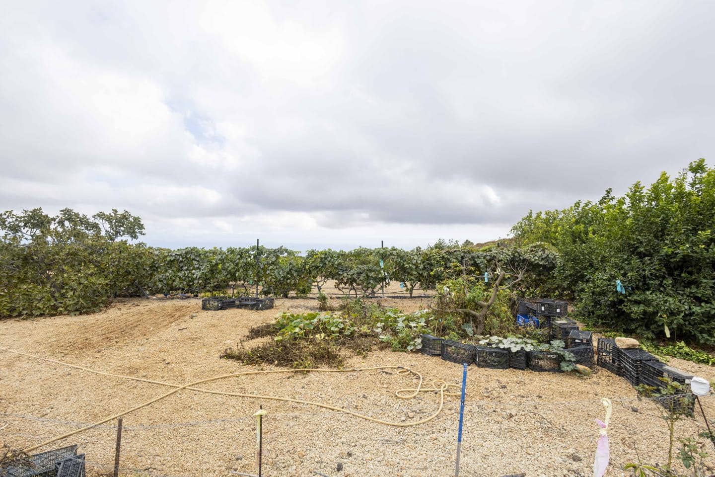 Terre non Aménagée à vendre à Arico - 98 000 € (Ref: 9363364)